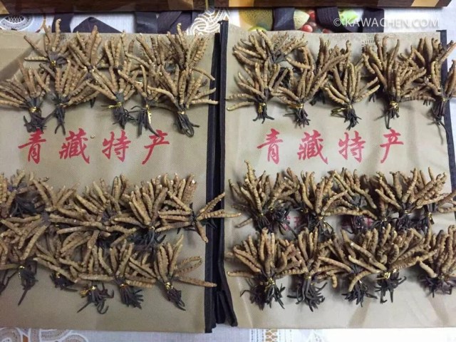 кордицепс, ярцагумбу, ярсагумба 10