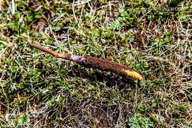 кордицепс, ярцагумбу, ярсагумба 14