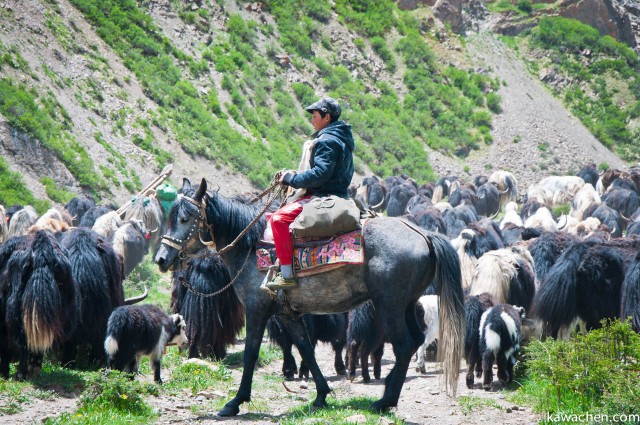 семья тибетских кочевников меняет место стоянки