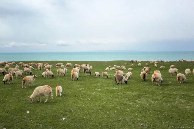стадо овец на берегу озера Кукунор