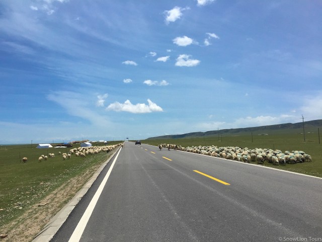 стада овец у дороги 