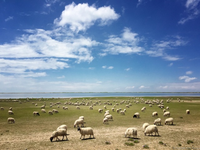 cтало овец на берегу Кукунора 