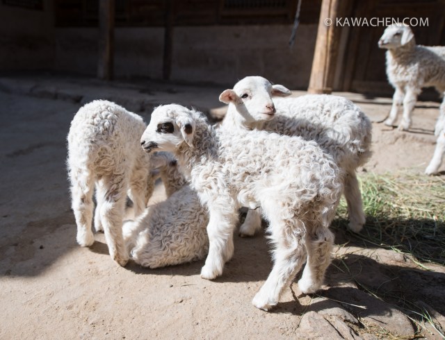 snowlion tours - туры в тибет 2